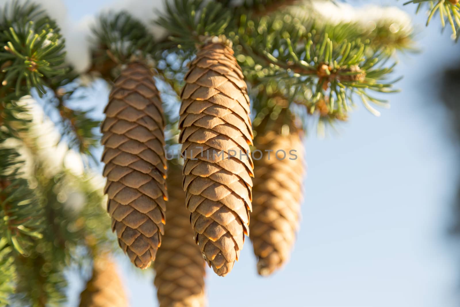 Spruce Tree Cones close up.