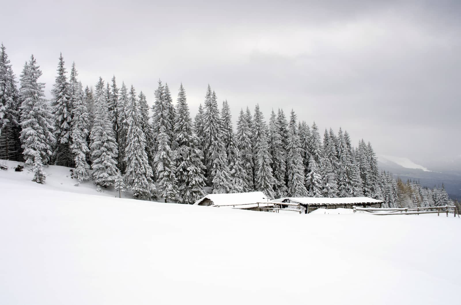 winter calm mountain landscape with rime and snow covered spruce by dolnikow