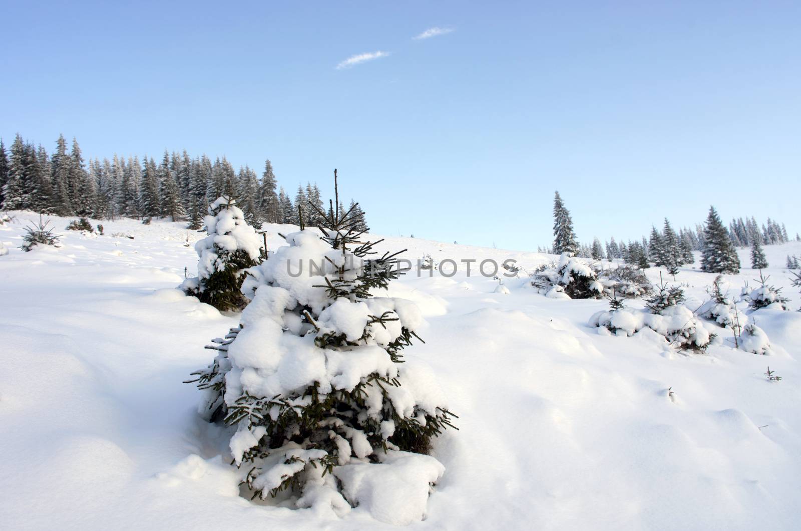 winter calm mountain landscape with rime and snow covered spruce trees (view from Bukovel ski resort (Ukraine)
