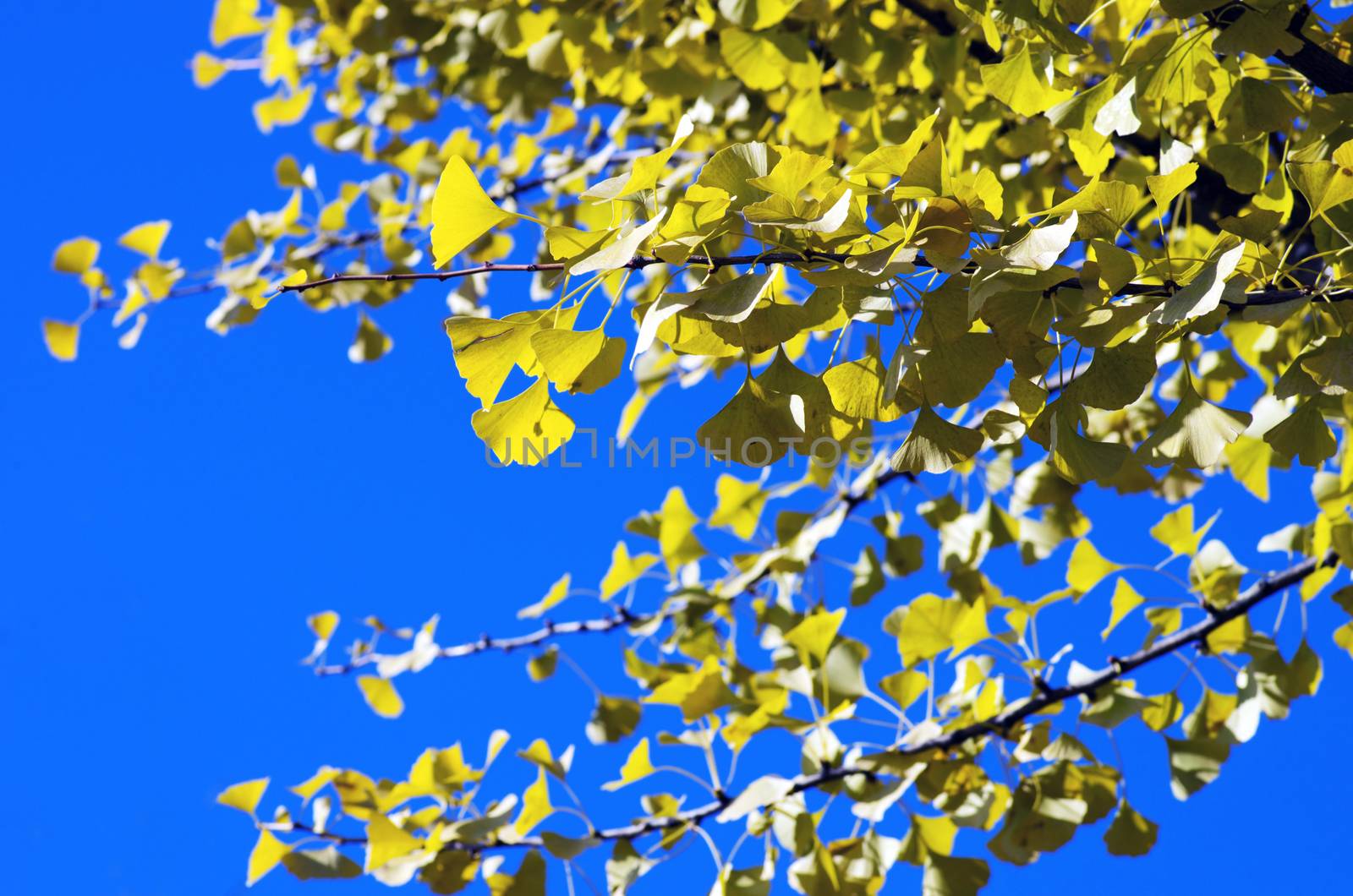 Ginko Biloba autumn leaves by dolnikow
