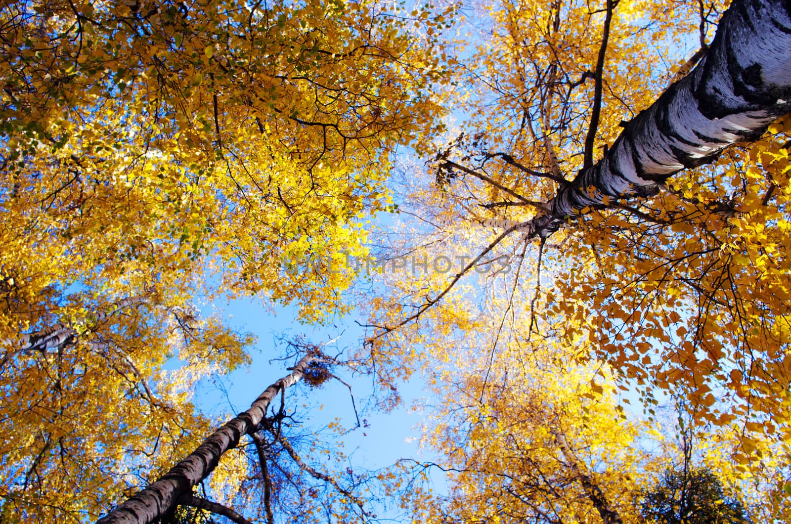 Autumn trees in a forest and clear blue sky with sun