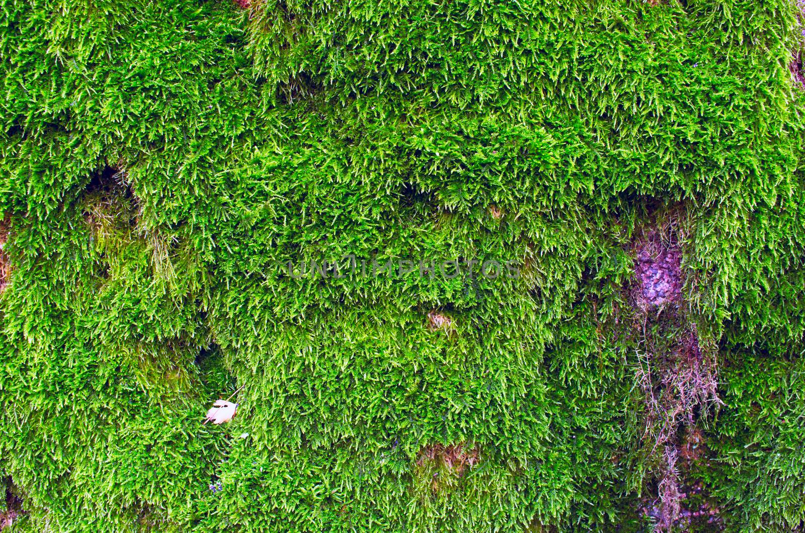 moss background by dolnikow
