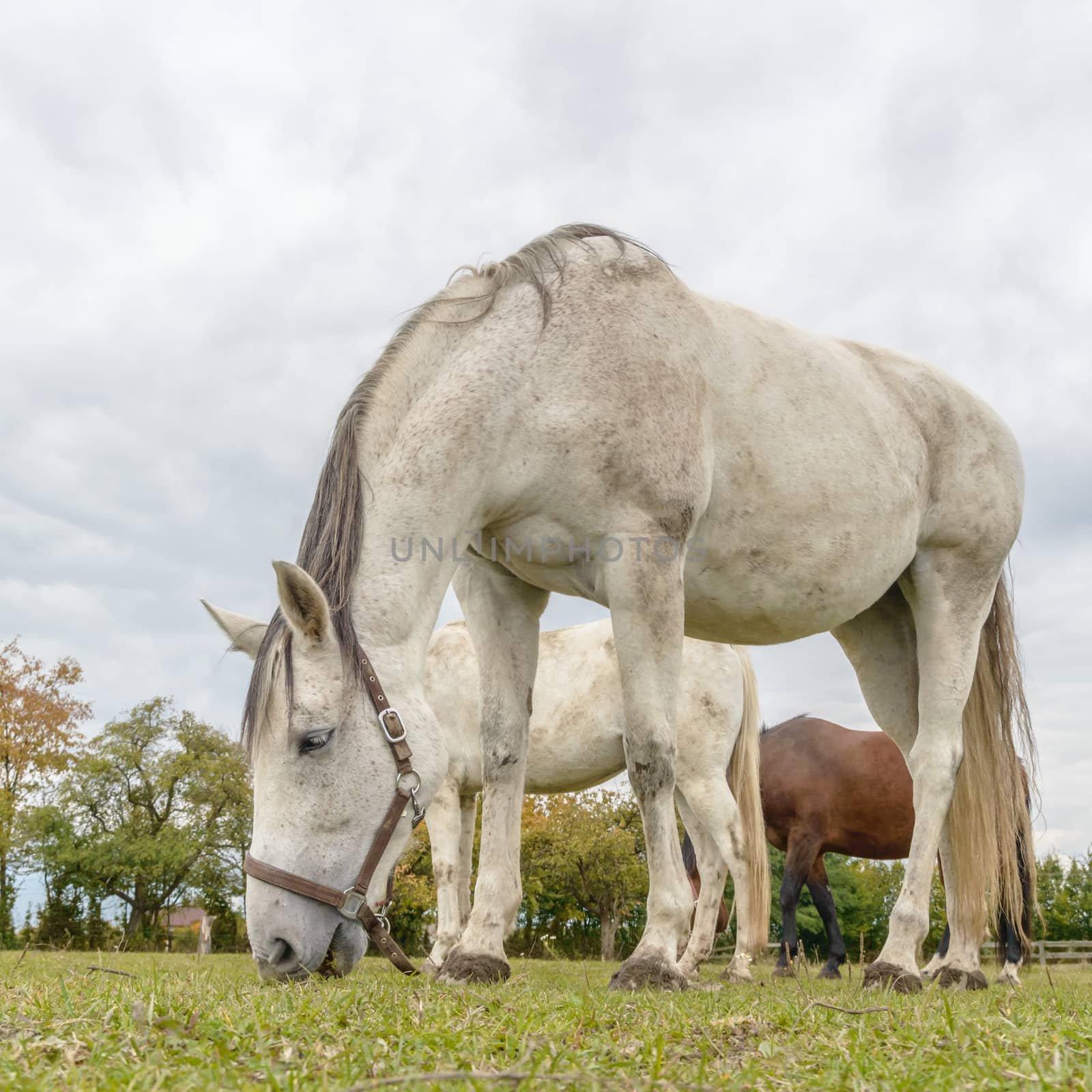 horse in a field, farm animals, nature series