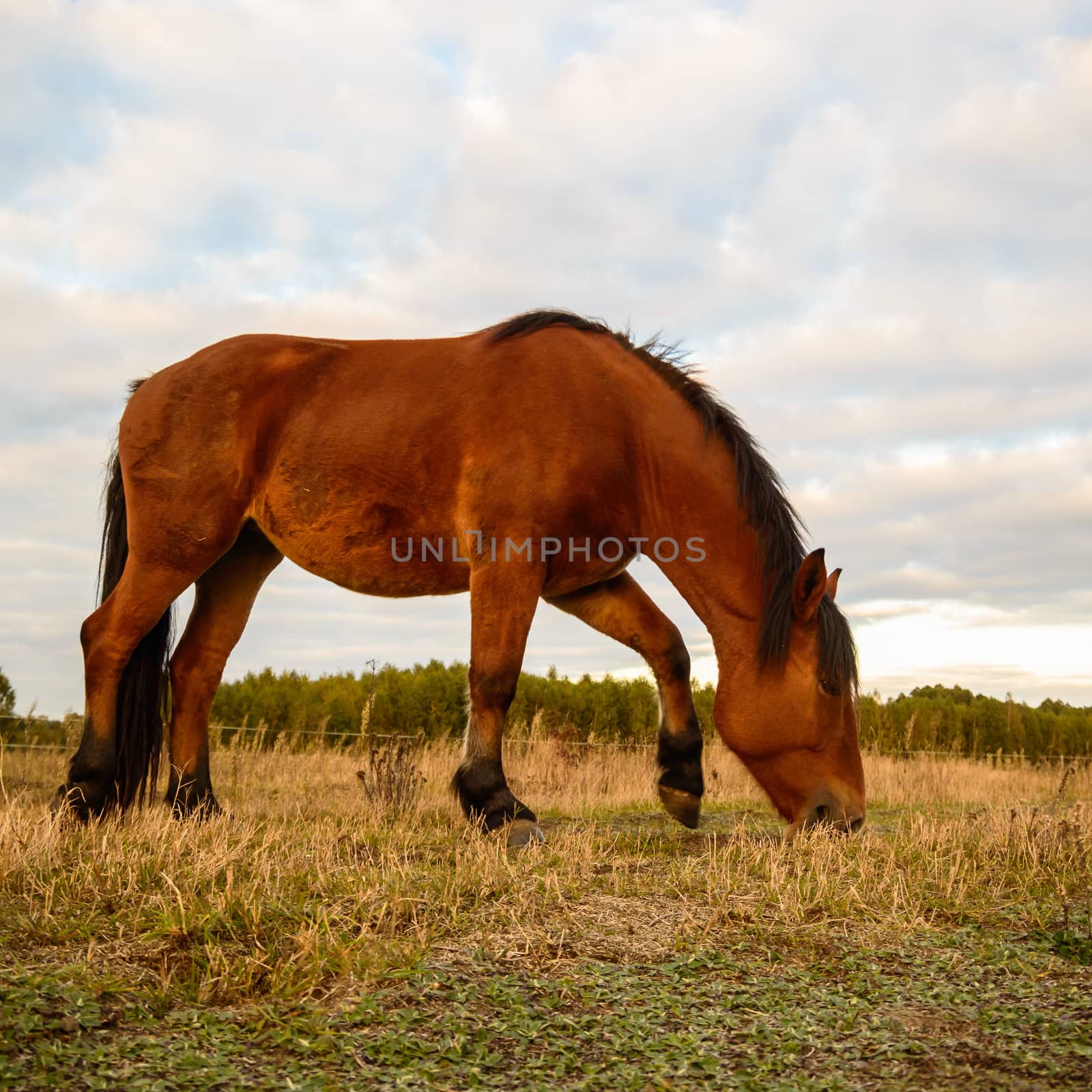 horse in a field, farm animals, nature series