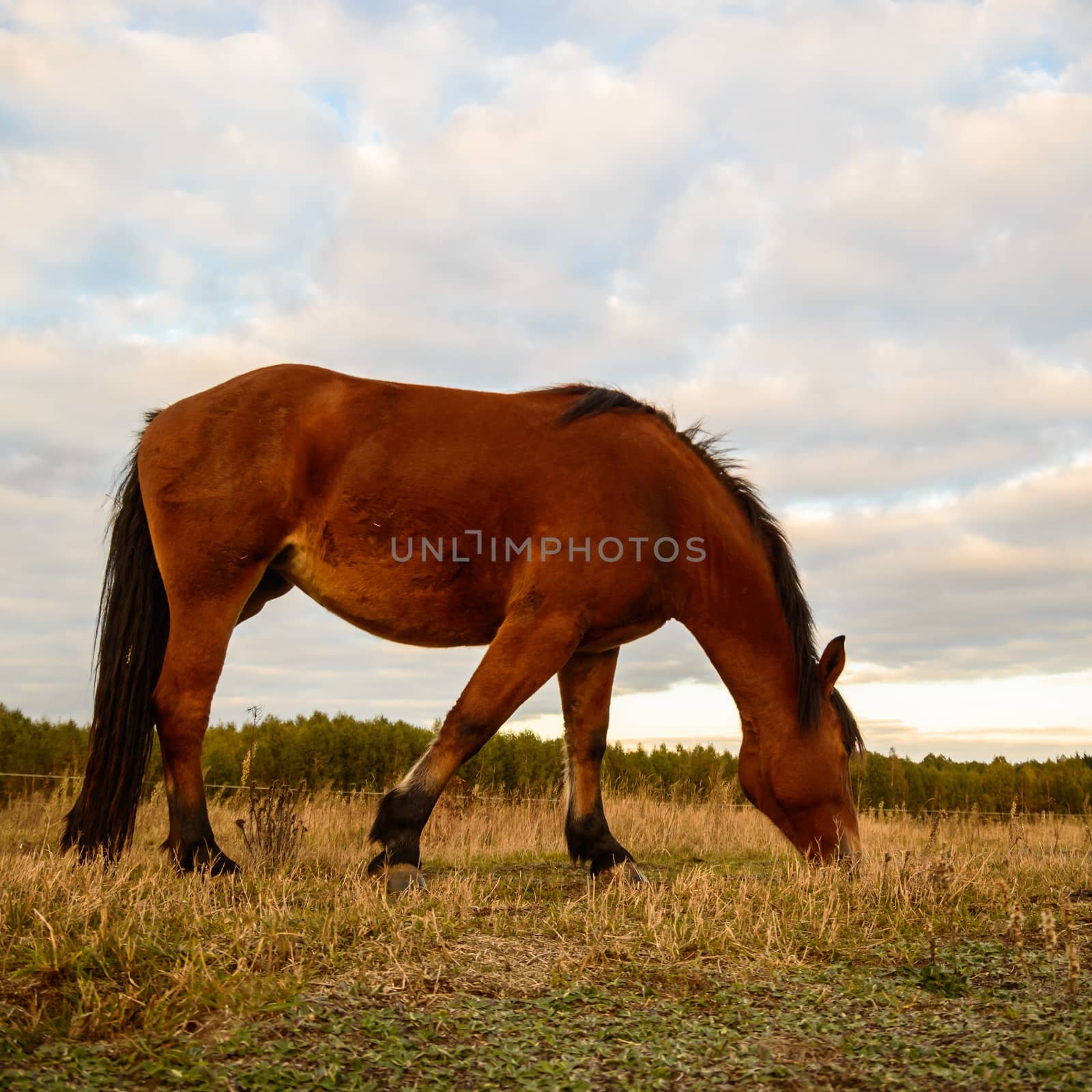 horse in a field, farm animals, nature series