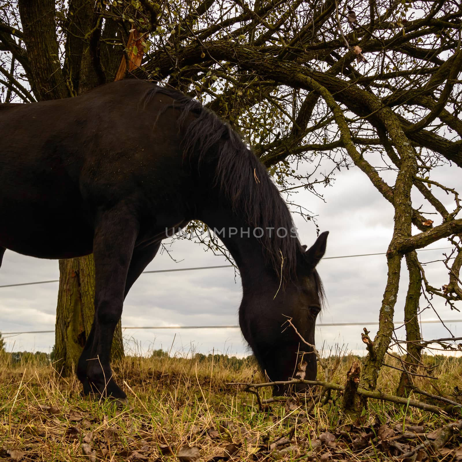 horse in a field, farm animals, nature series