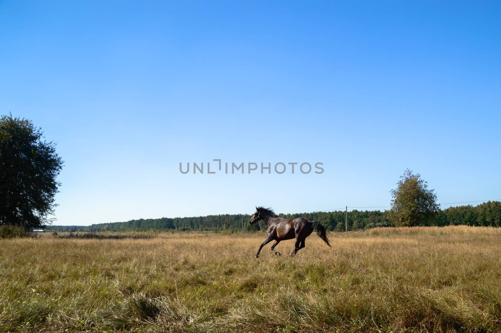 horse in a field, farm animals, nature series