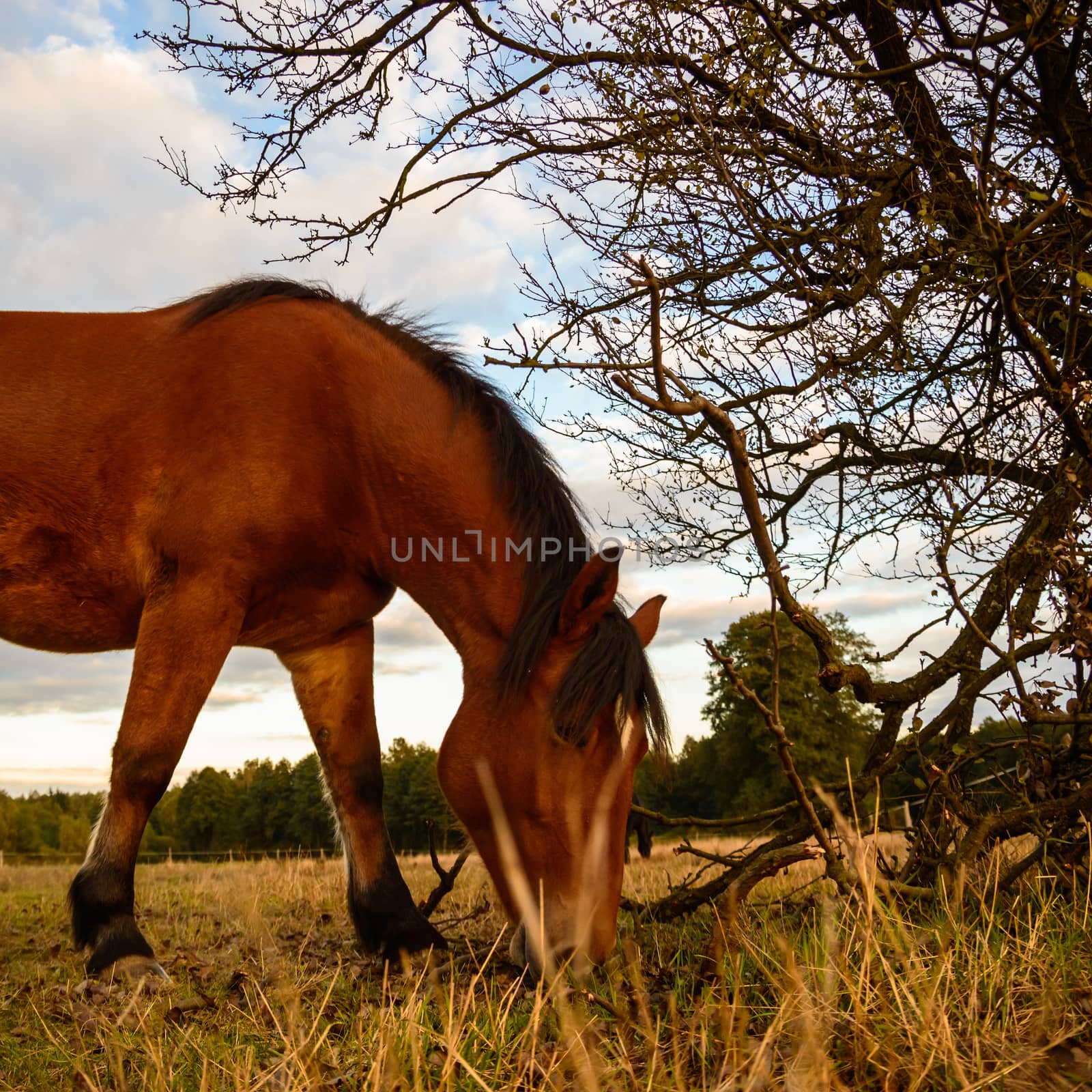 horse in a field, farm animals, nature series