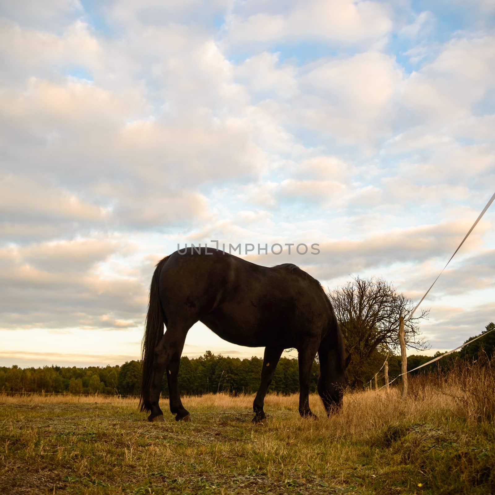 horse in a field, farm animals, nature series