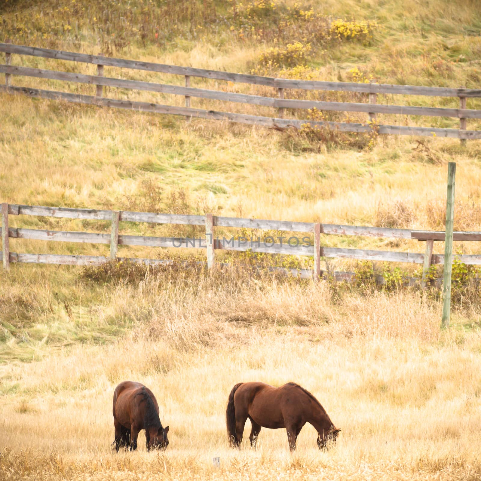 horse in a field, farm animals, nature series