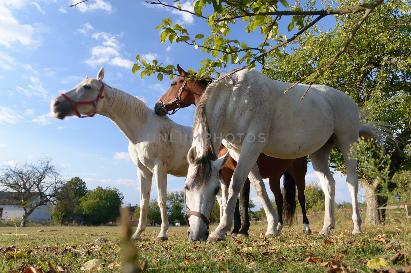 horse in a field, farm animals, nature series