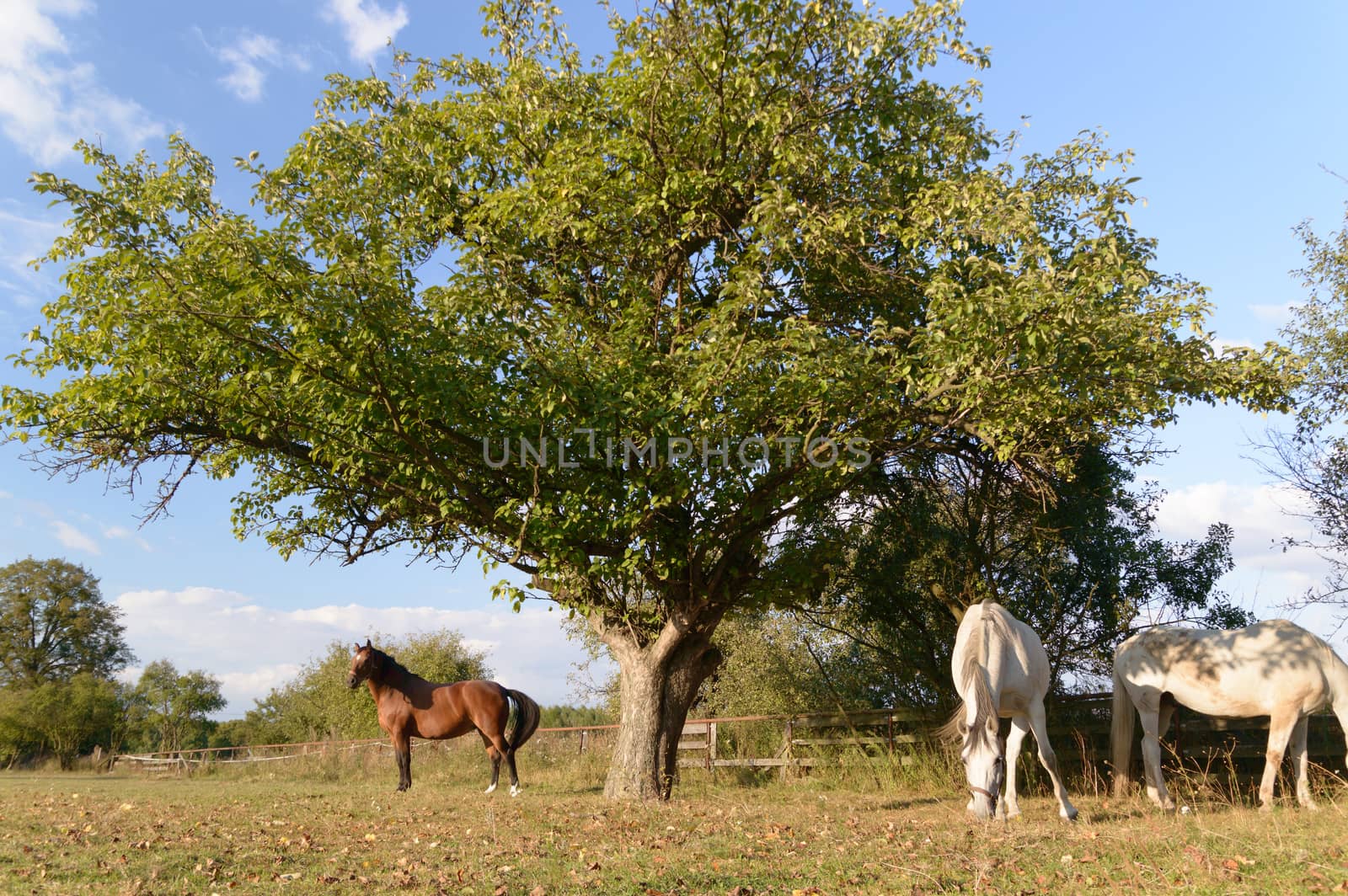 horse in a field, farm animals, nature series