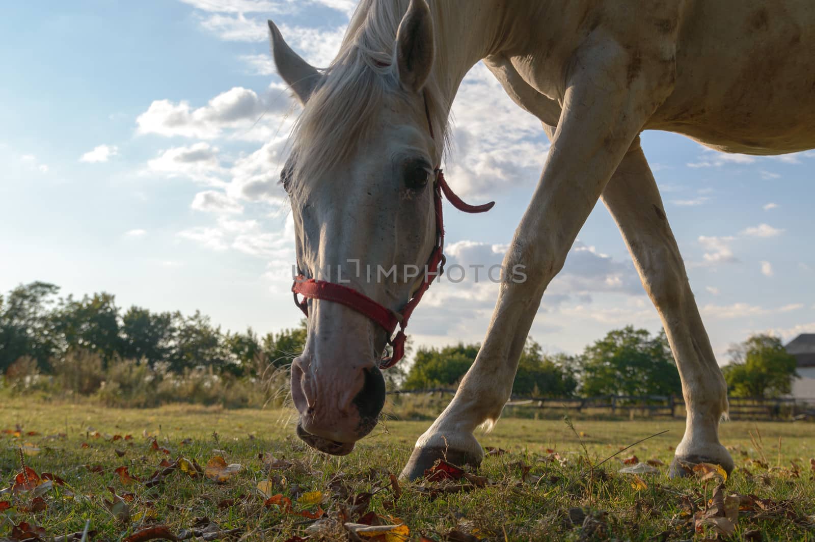 horse in a field, farm animals, nature series