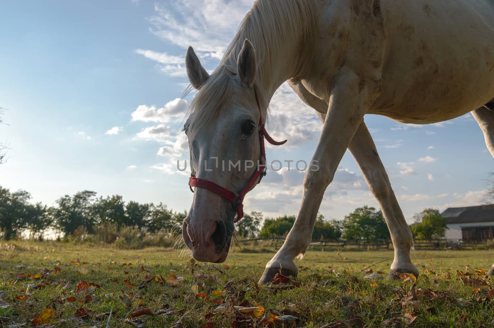 horse in a field, farm animals, nature series