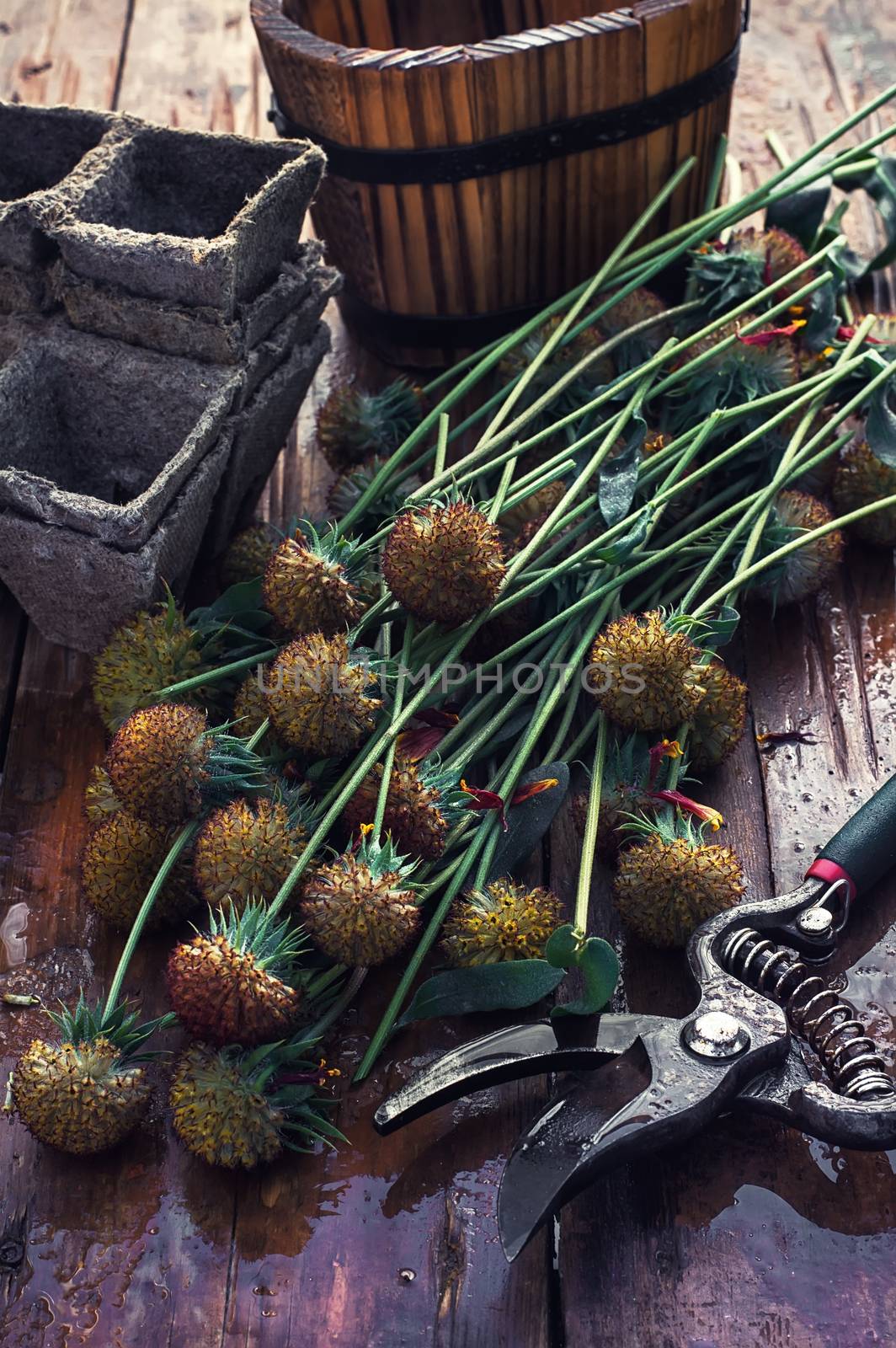 sheaf of cut plants on the background of secateurs on wooden table