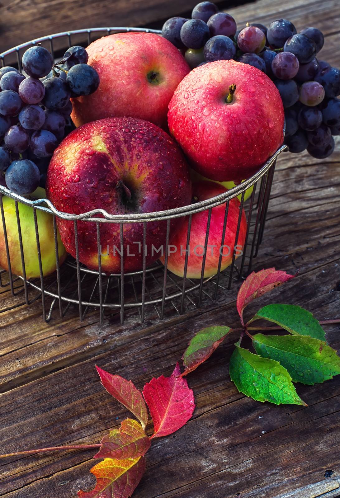 Autumn harvest of ripe grapes and red apples in stylish metal
