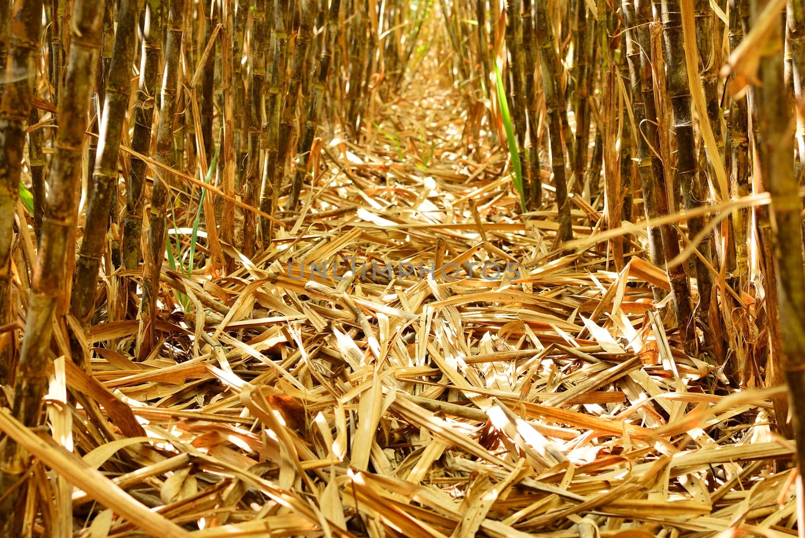 Bottom half of cane row before harvesting