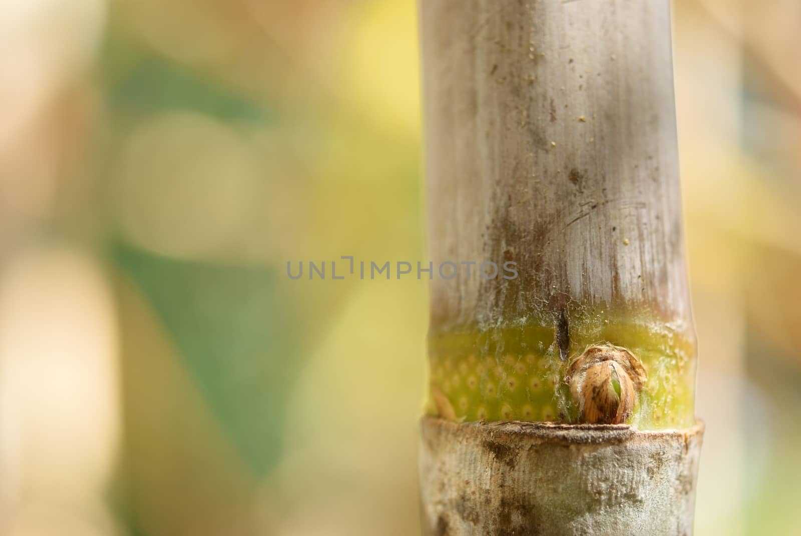 Cane offshoot on the beautiful blur background