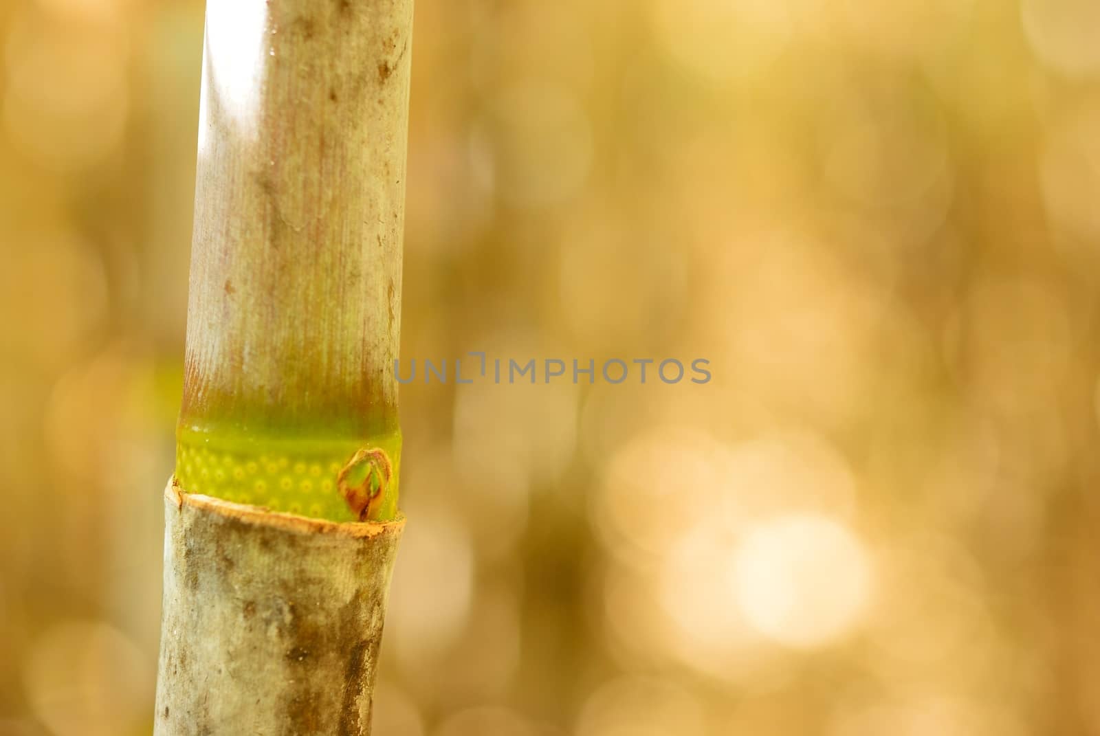Cane offshoot on the beautiful bokeh background