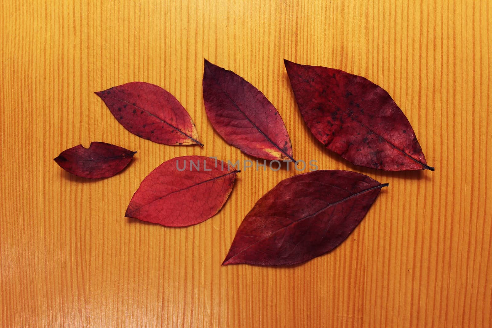 Composition of six autumn dry leaves on a wooden background.