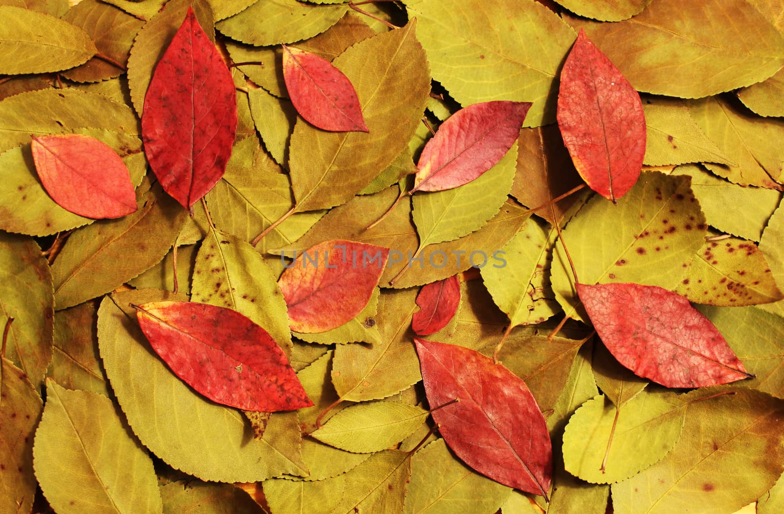 Composition of autumn dry red and green leaves on a wooden background.