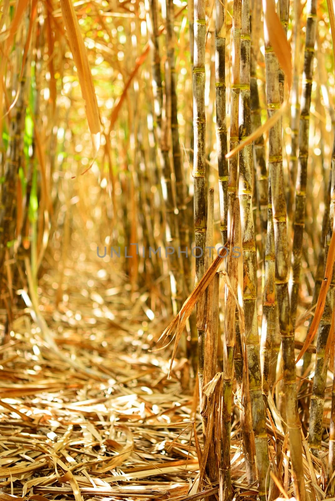 Cane row inside the sugarcane field in Thailand