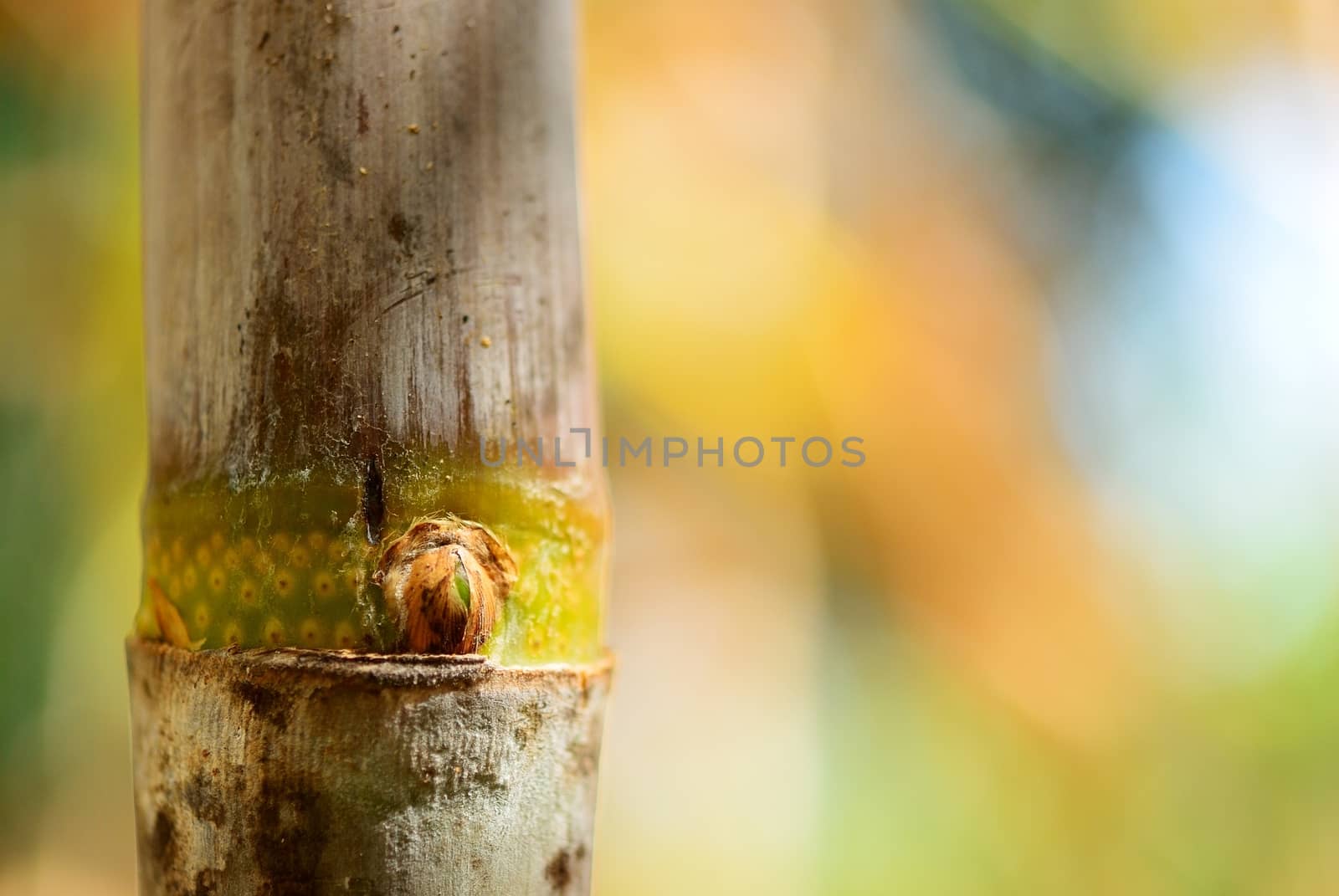 Offshoot of cane with blur beautiful background