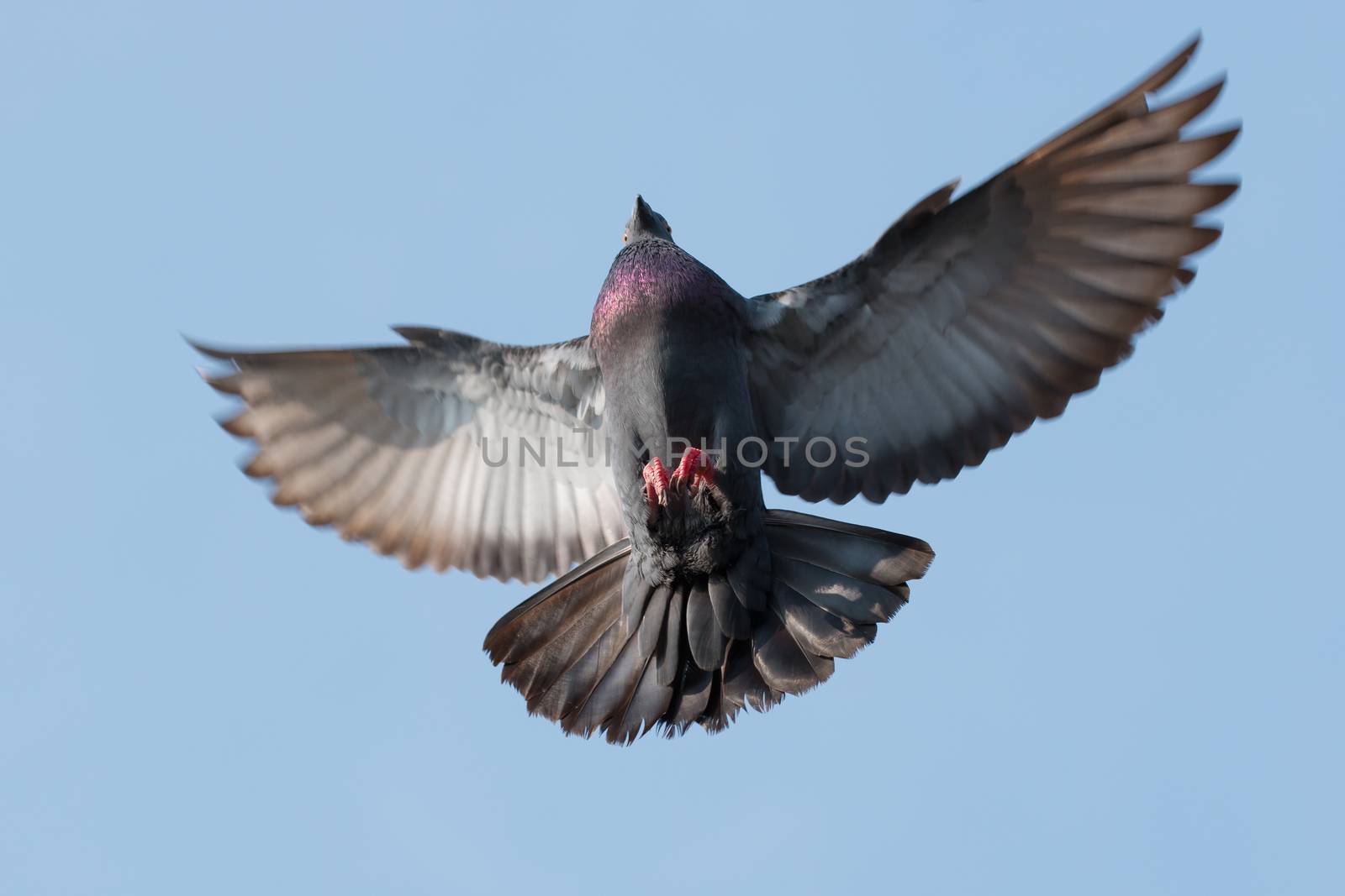 actions of flying pigeon on blue background