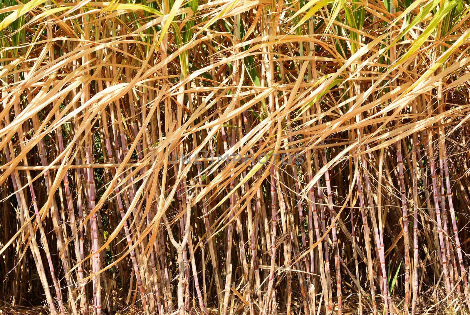 Prepare sugarcane field in Thailand before harvesting  