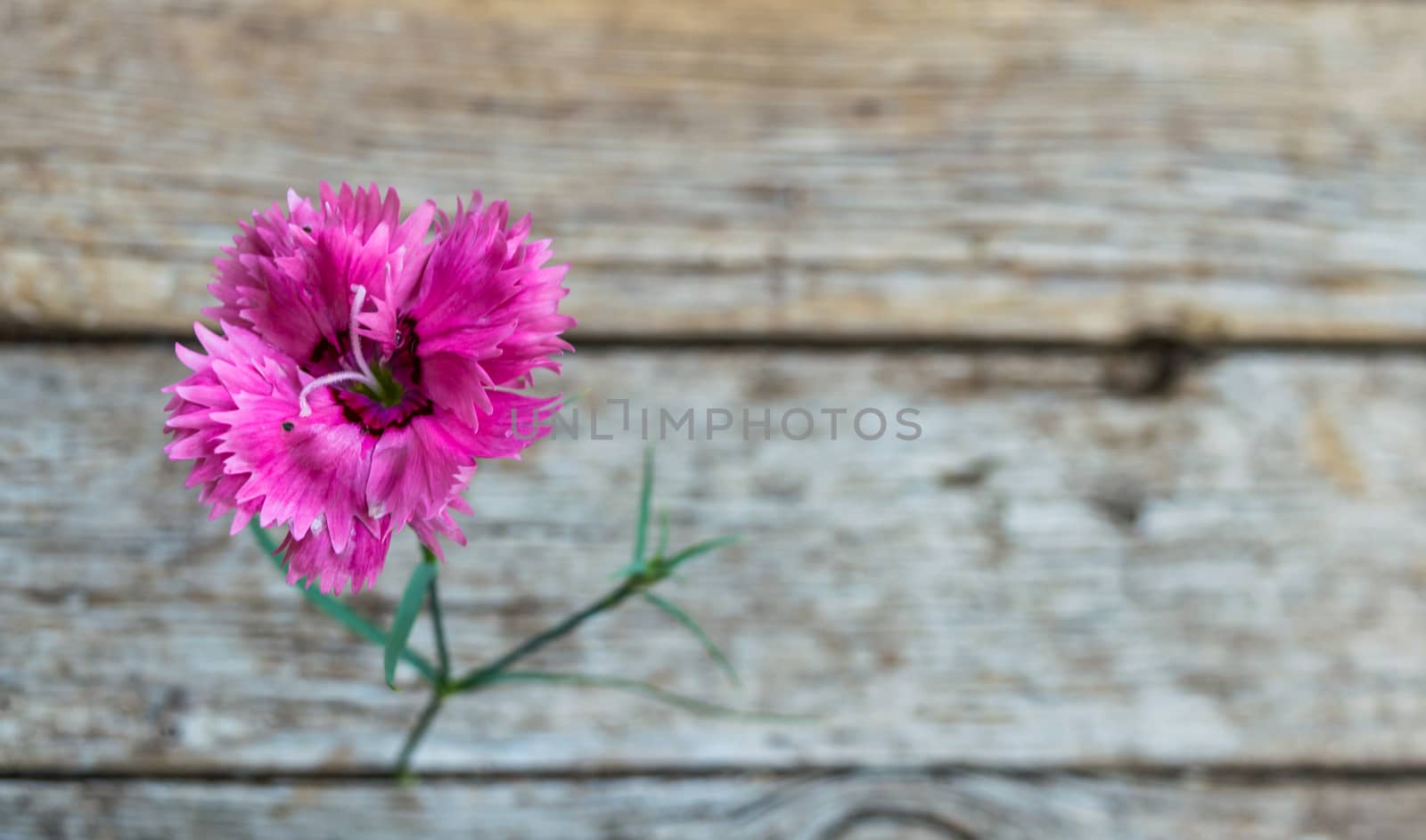 Pink carnation isolated on wooden background  by radzonimo