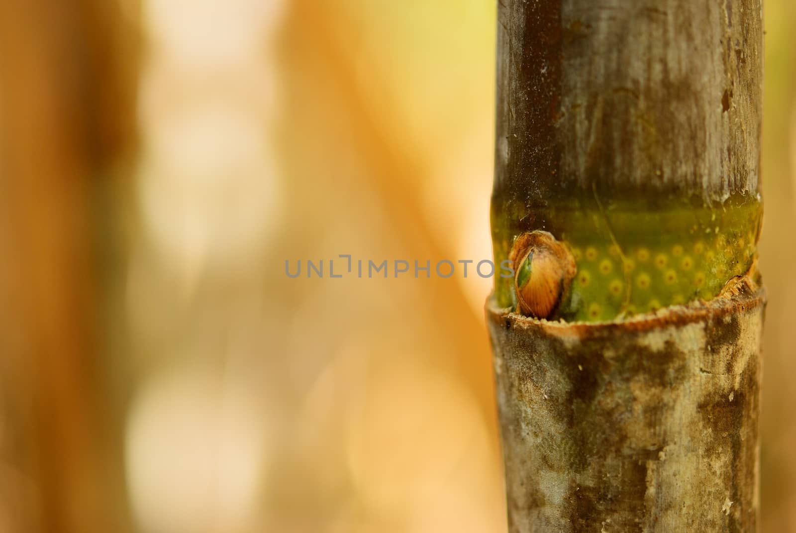 tilt shift shot on offshoot of cane with dry background