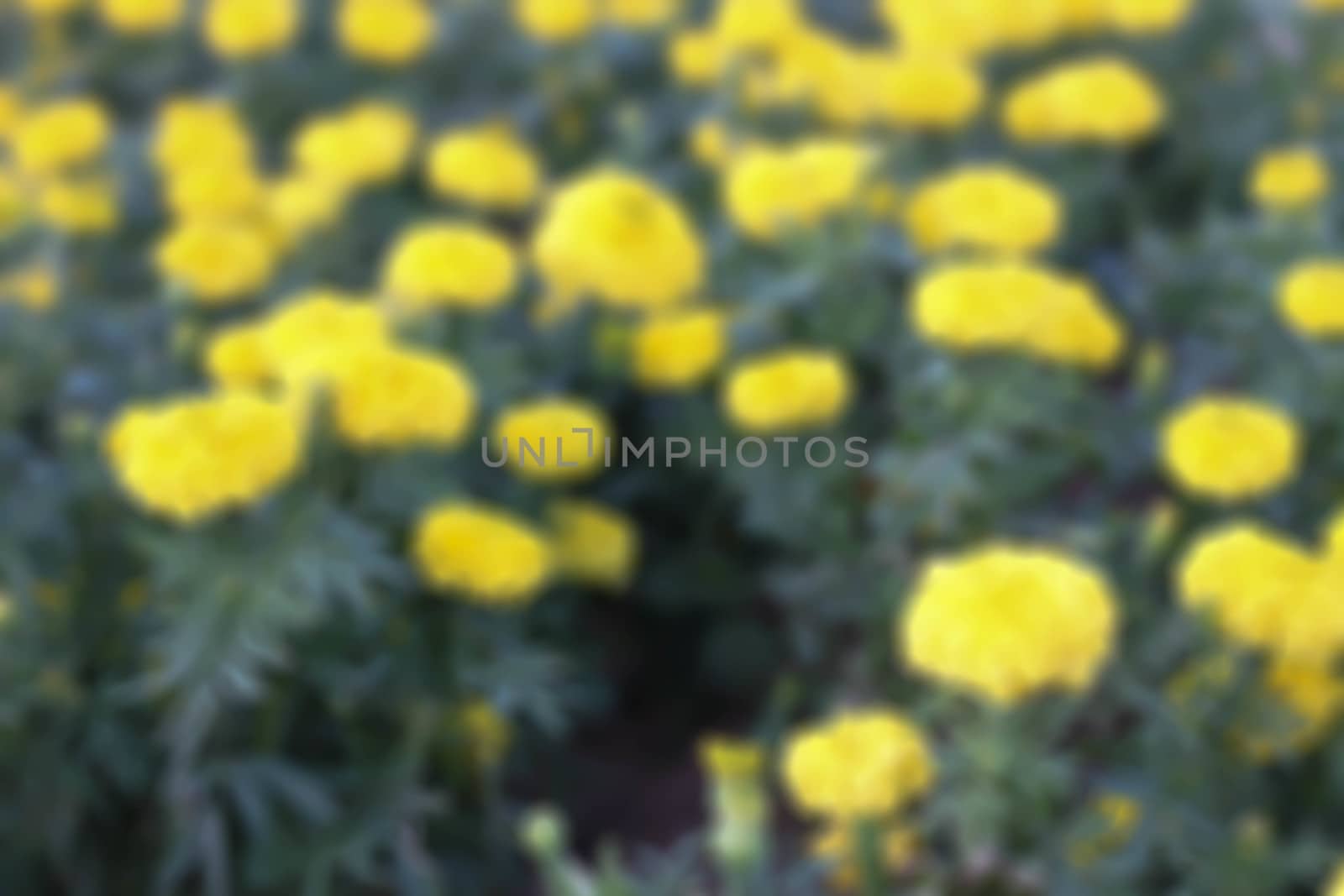 Colorful floral background yellow. Marigold close up by primzrider