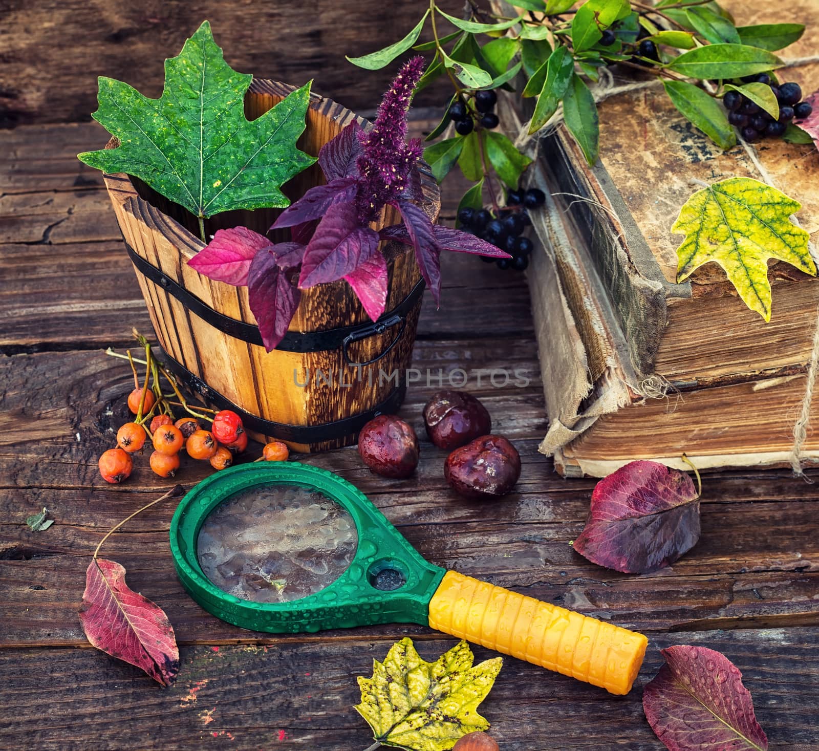 Autumn still life with autumn leaves,old books and wooden bucket