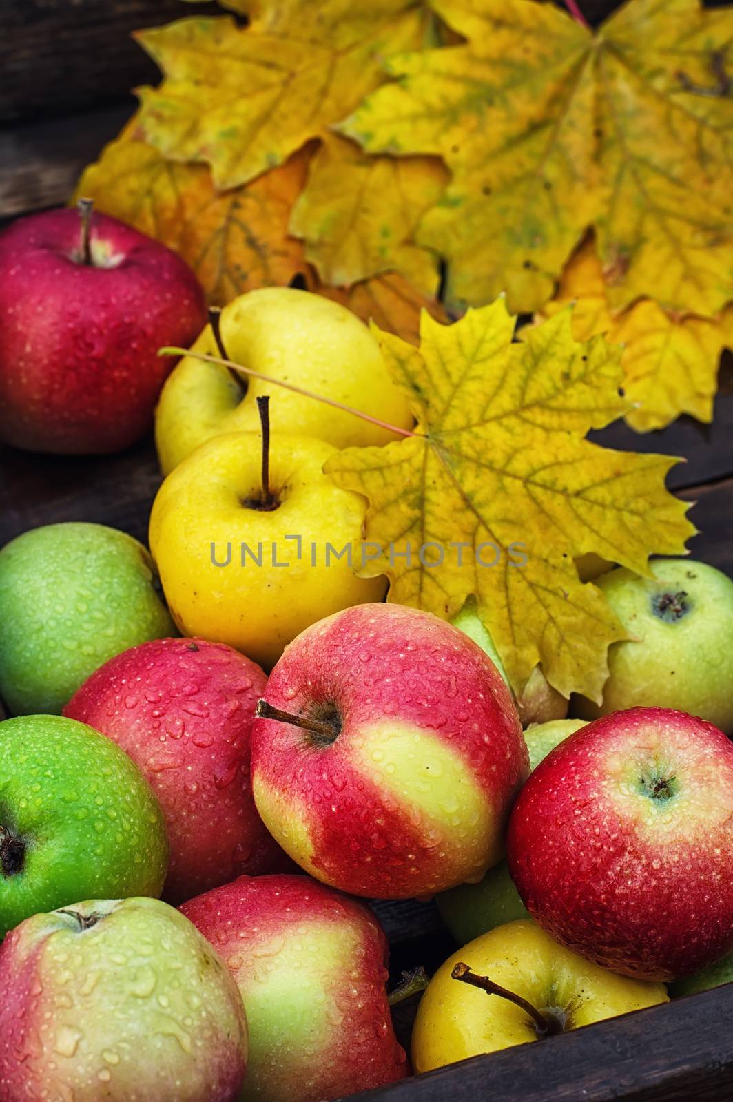 The autumn harvest of apples in an old wooden box