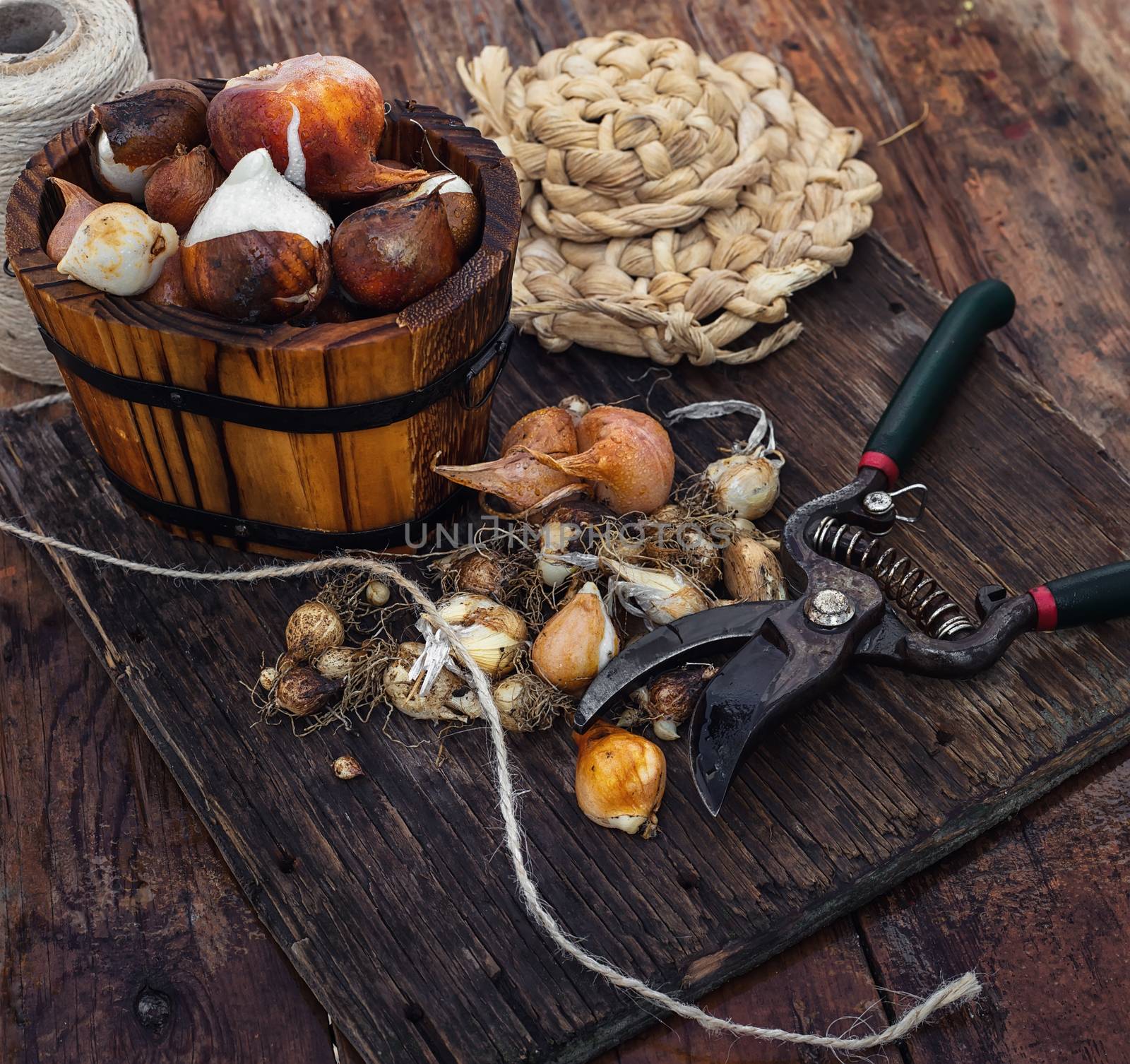 Bulbs of plants on the background of wooden tubs in  rural style.