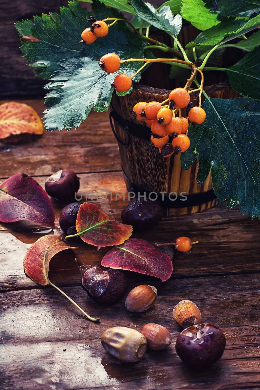 Miniature wood bucket with twigs and Rowan berries on background of autumn chestnuts and acorns