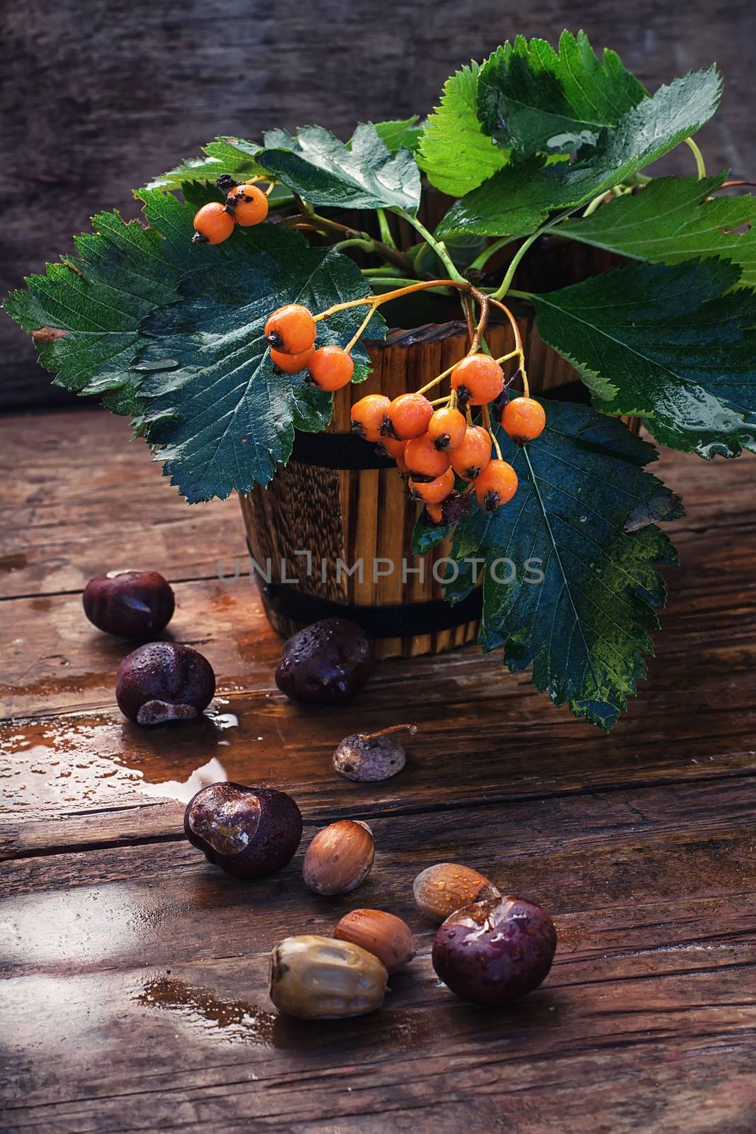 Miniature wood bucket with twigs and Rowan berries on background of autumn chestnuts and acorns