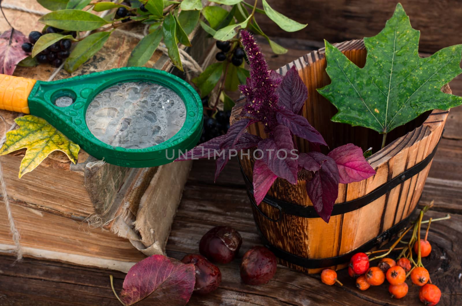 Autumn still life with autumn leaves,old books and wooden bucket