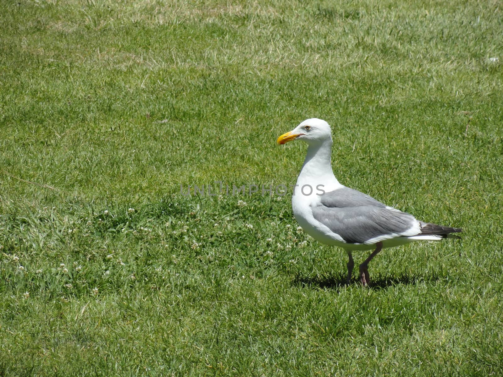 Beautiful Seagull walking in the Grass
