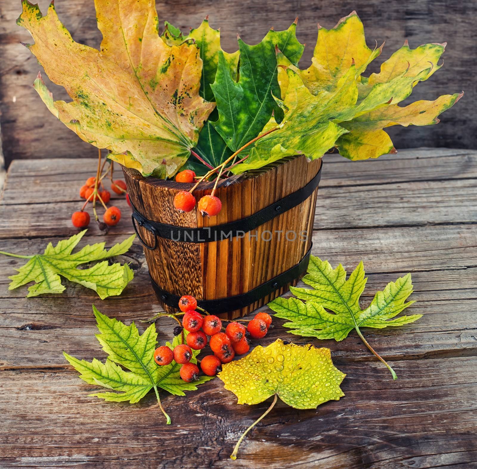 Autumn still life. by LMykola