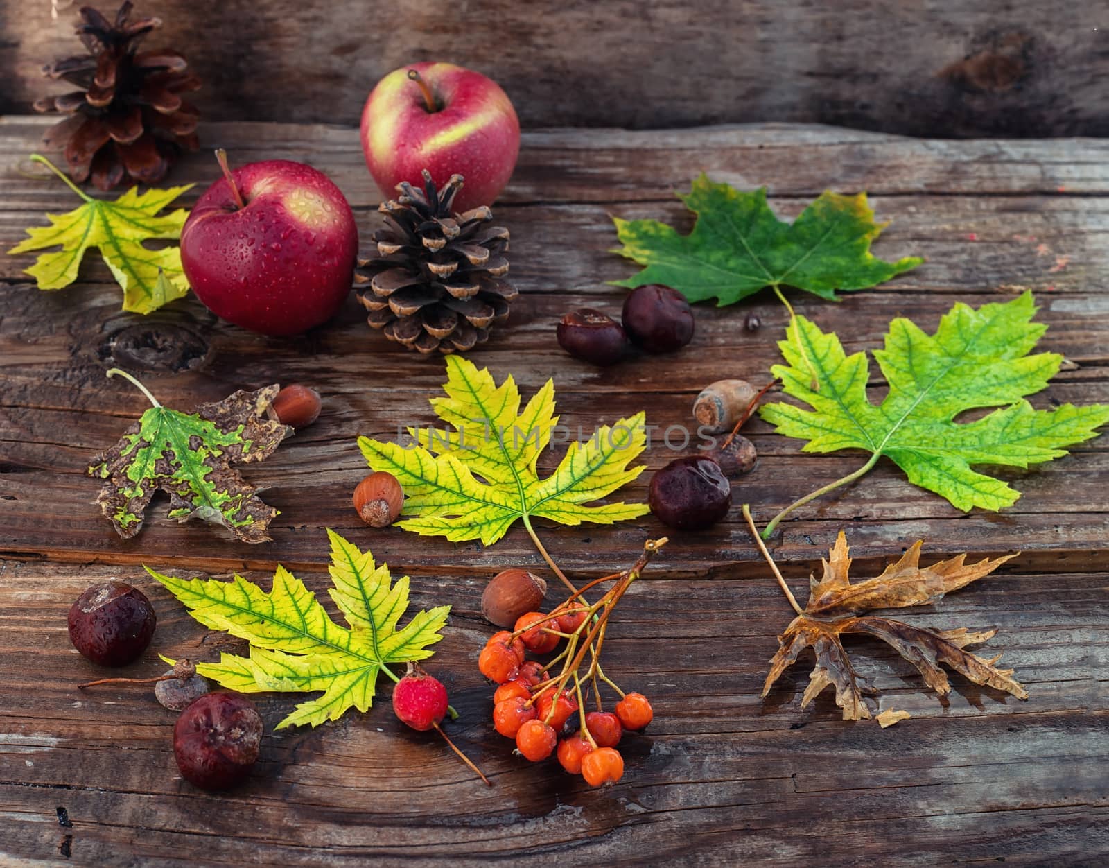 Autumn still life. by LMykola