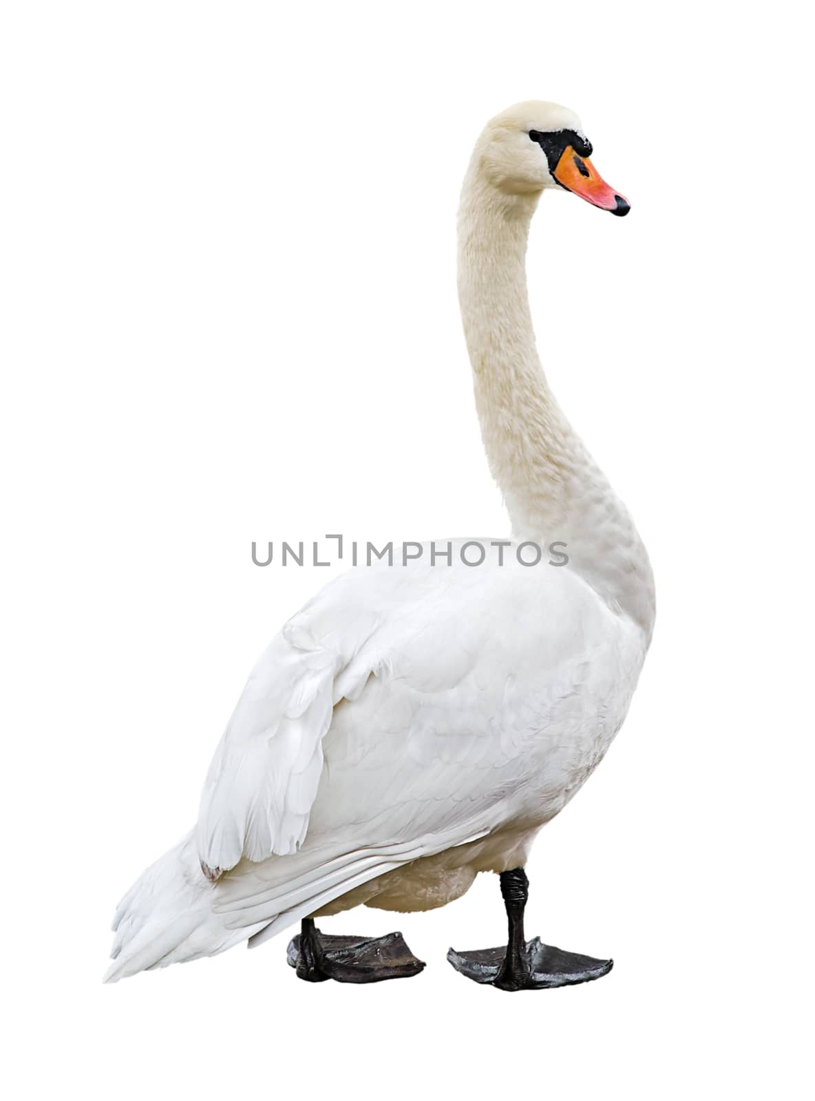 White mute swan (Cygnus olor) isolated on blank background. Clipping path included.