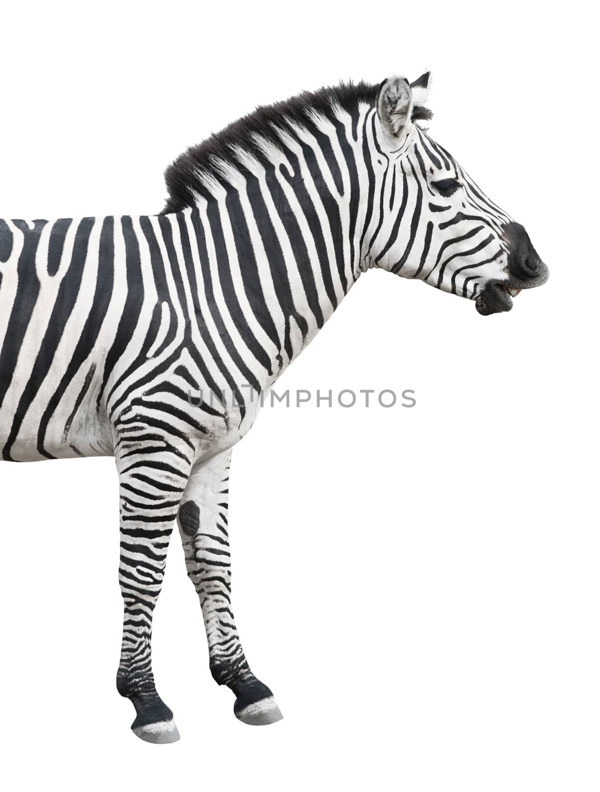 Zebra isolated on white background. It looks like talking or smiling. With clipping path.