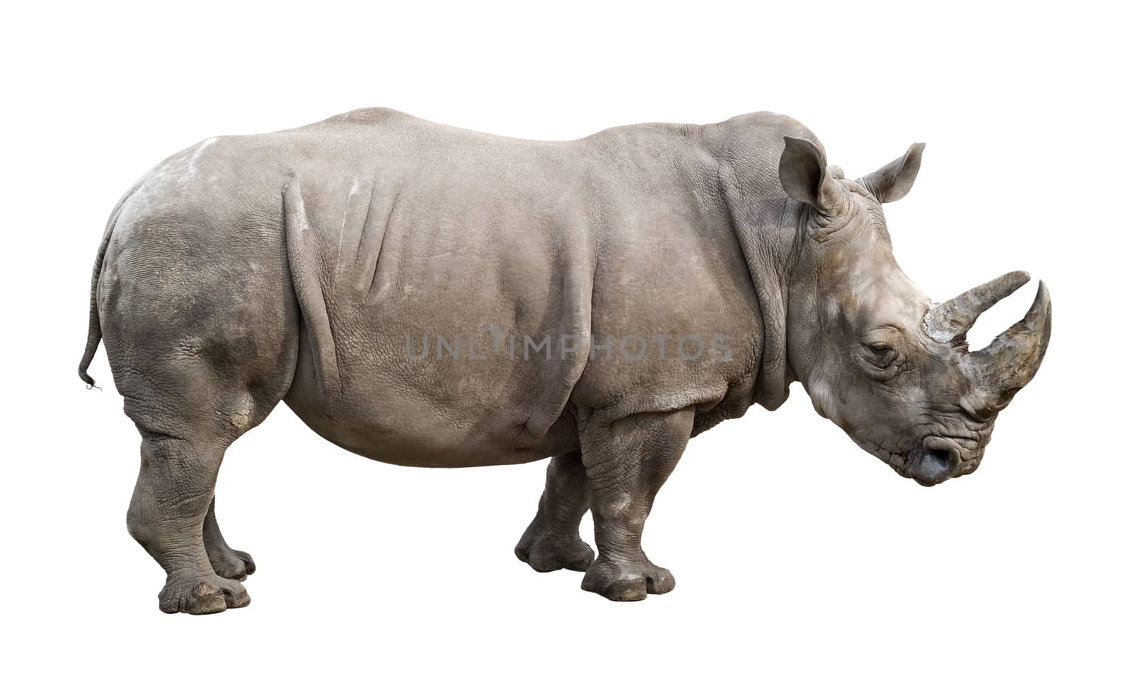 White rhino old male cutout by vkstudio