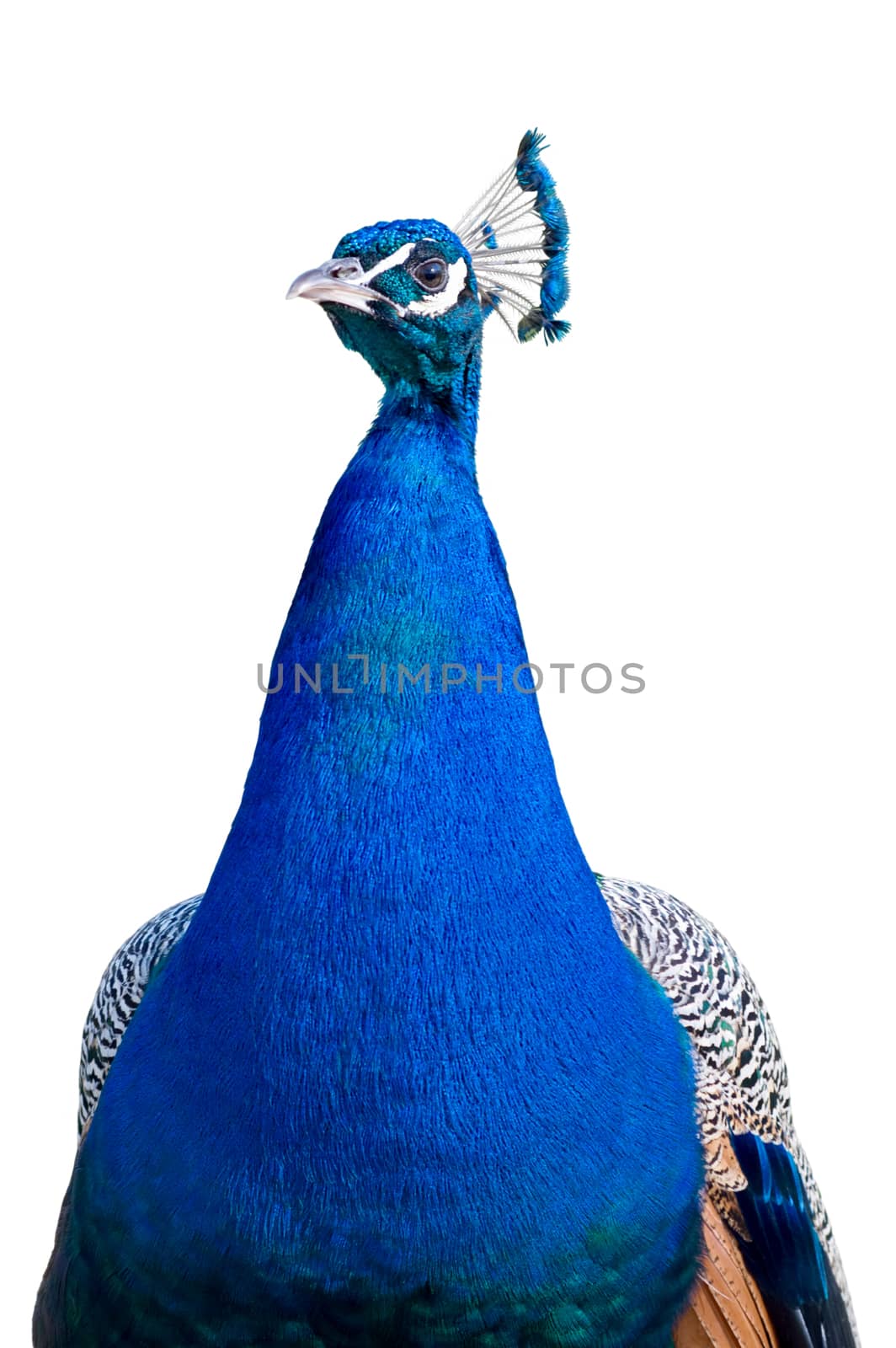 Peacock closeup cutout by vkstudio