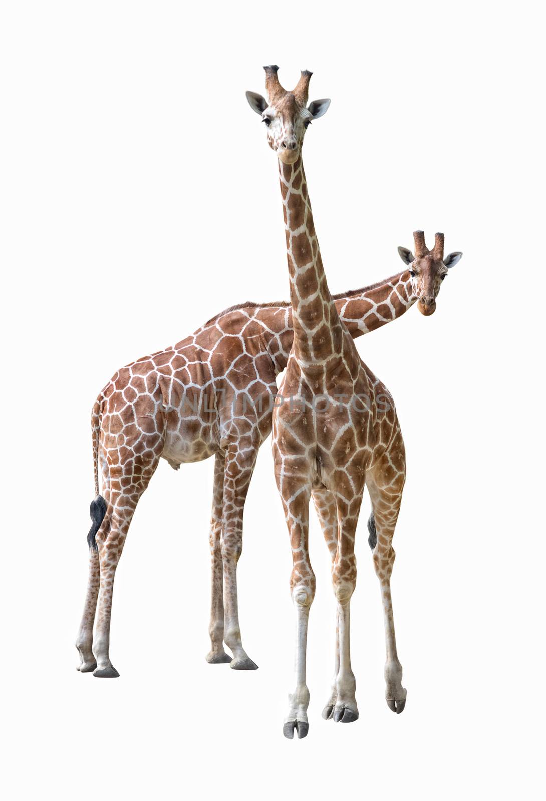 Pair of young giraffe isolated on white background