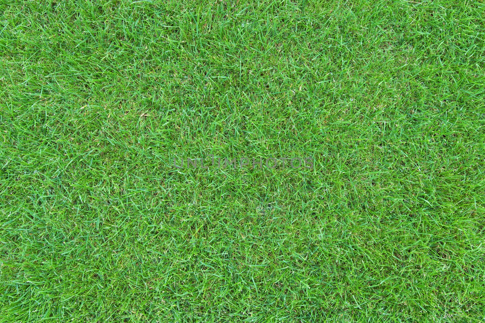 Green grass lawn top view