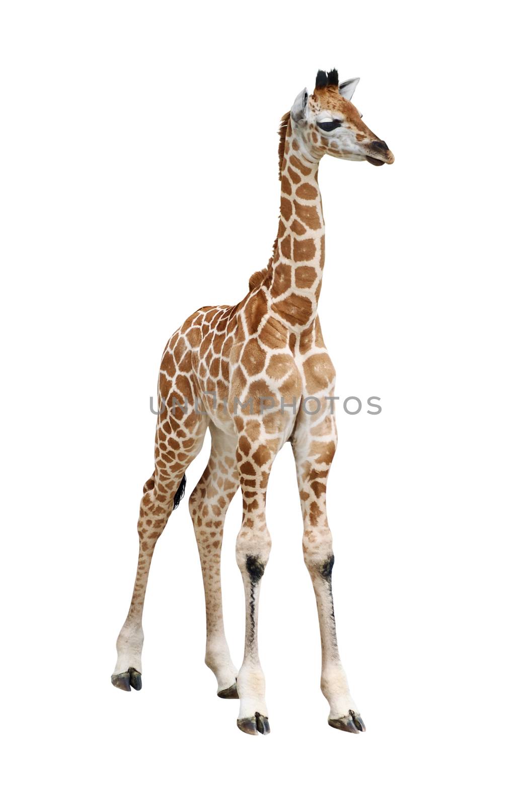 Giraffe calf on white by vkstudio