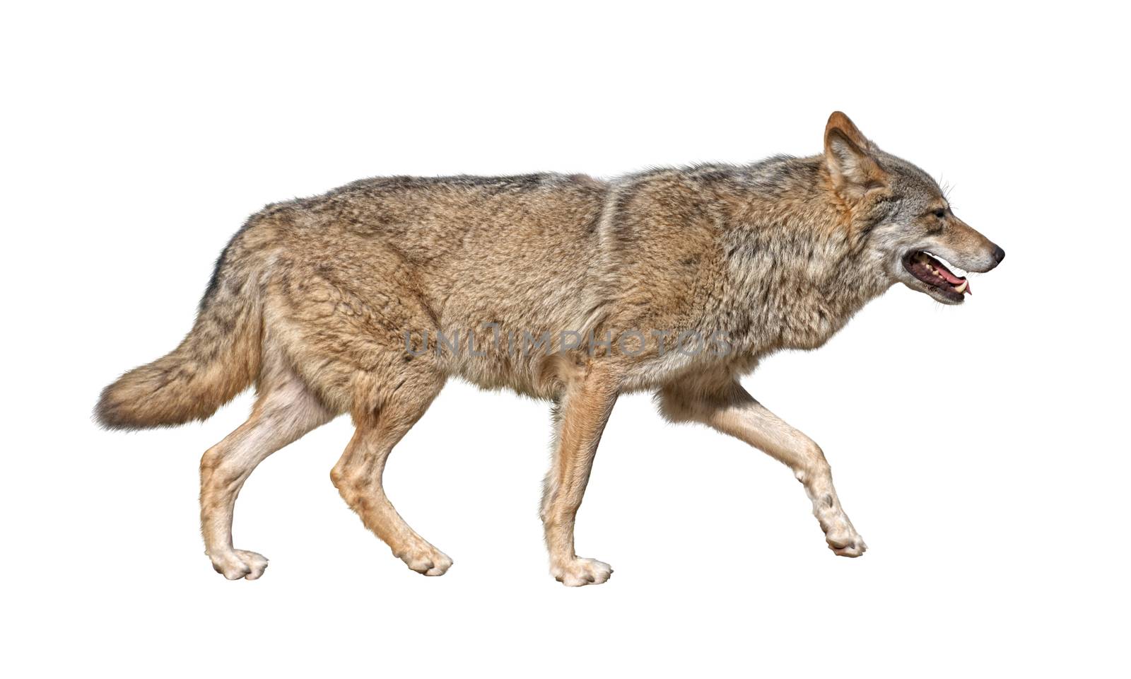 Steppen wolf (Canis lupus) run in hunting pursuit side view