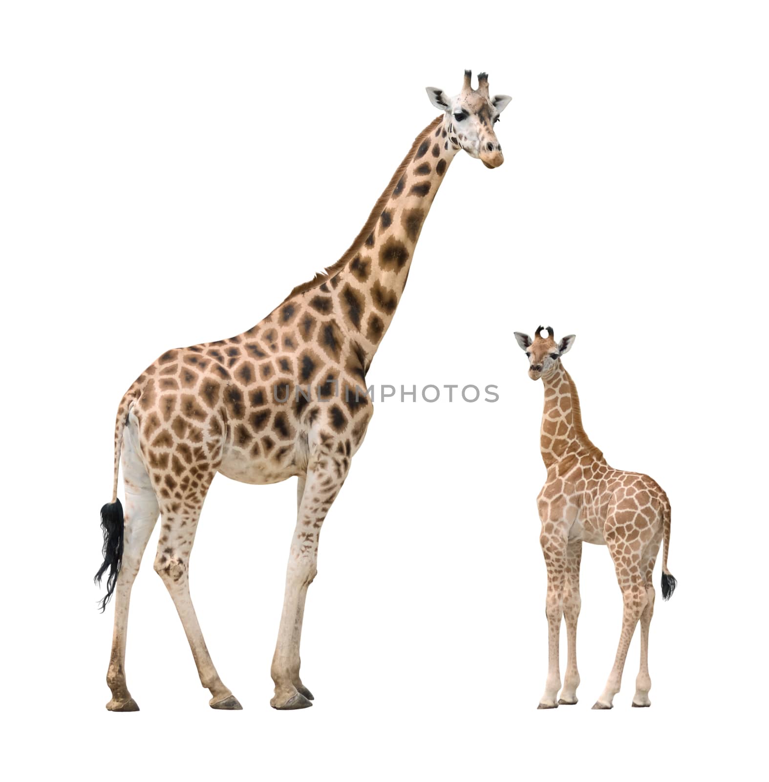 Giraffe mother and baby by vkstudio